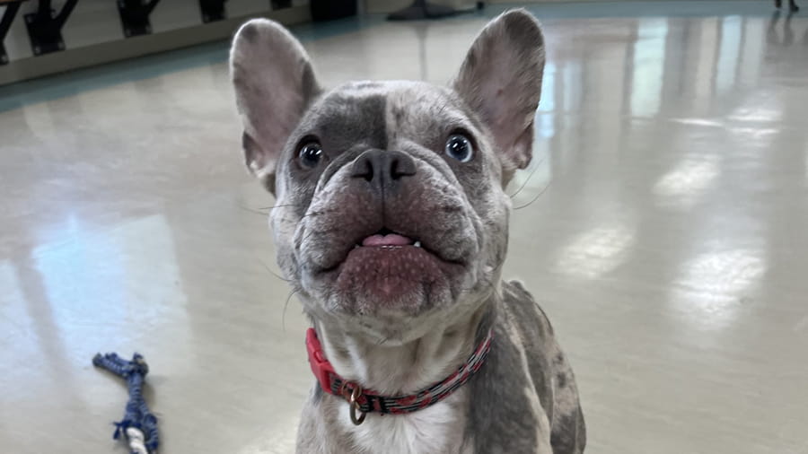 Gray bulldog boarding at VCA Smoketown