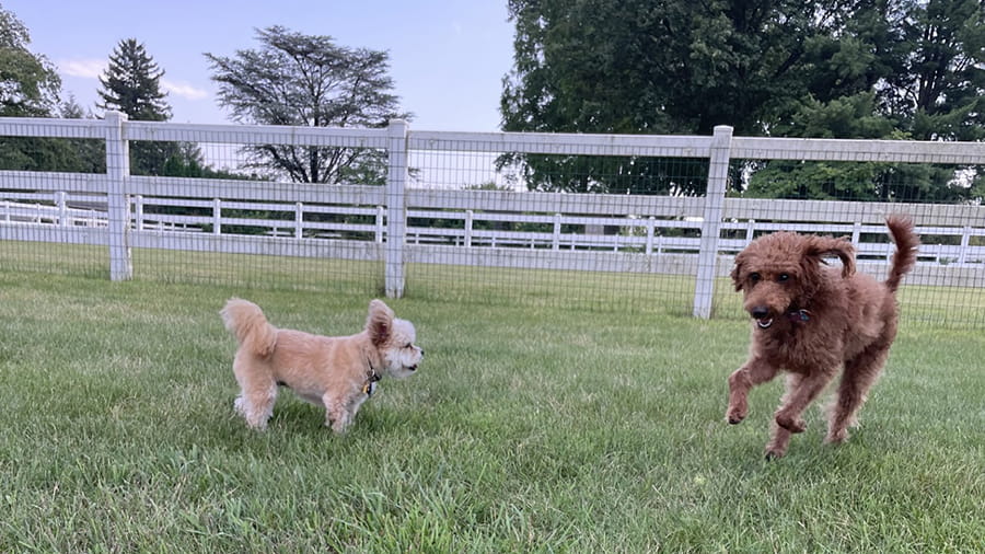 Two dogs playing outside at VCA Smoketown