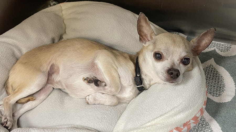 Chihuahua in VCA Smoketown's boarding facility