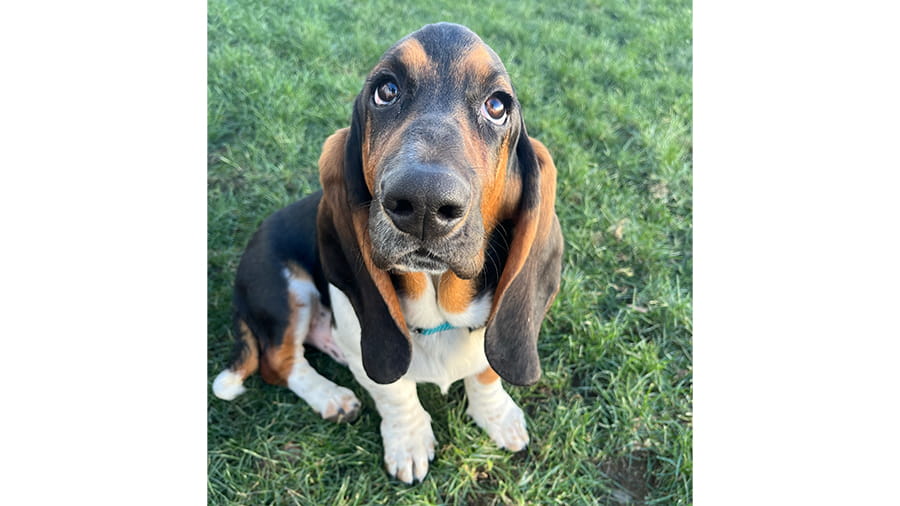 Dog boarding at VCA Smoketown