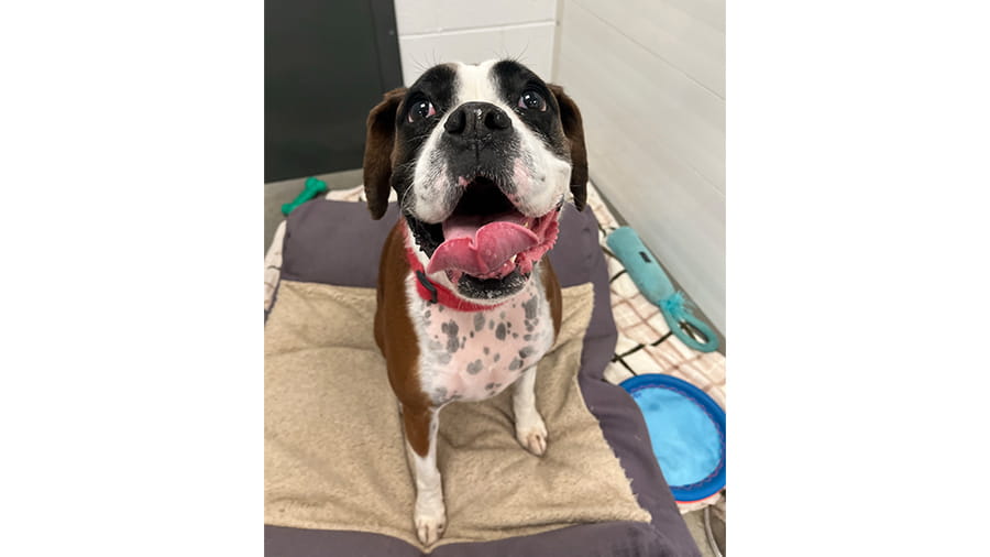 Dog boarding at VCA Smoketown