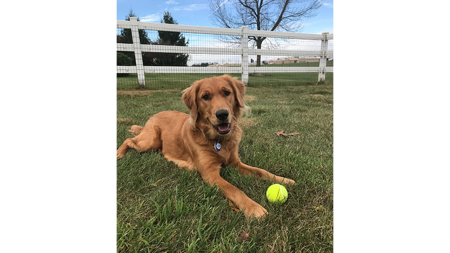 Dog boarding at VCA Smoketown