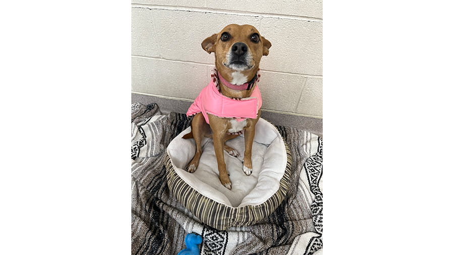 Dog boarding at VCA Smoketown