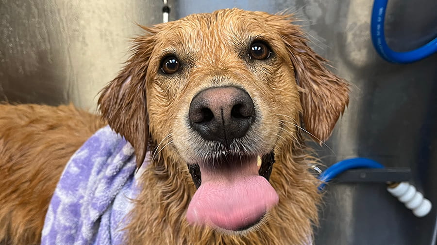 Boarding dog getting a bath at VCA Smoketown