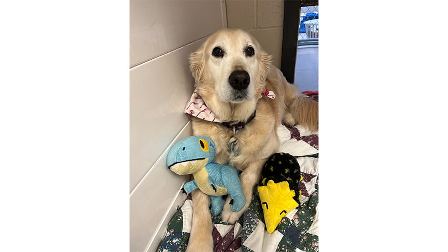 Dog boarding at VCA Smoketown