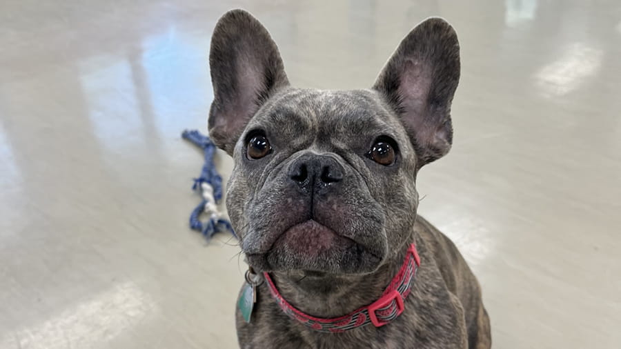 Gray bulldog boarding at VCA Smoketown
