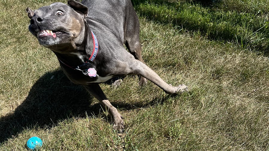 Dog playing fetch at VCA Smoketown