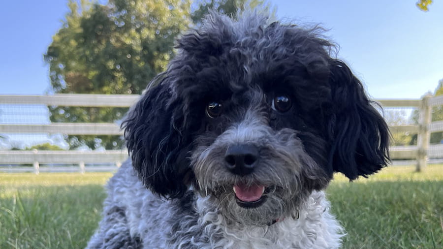 Black and white fluffy dog at at VCA Smoketown