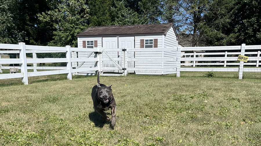 Black dog playing outside at VCA Smoketown