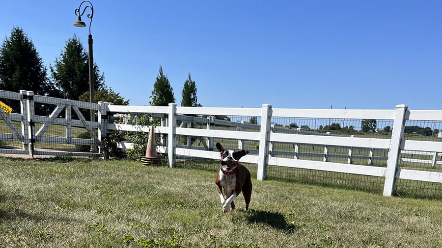 Dog playing outside in the boarding yard at VCA Smoketown