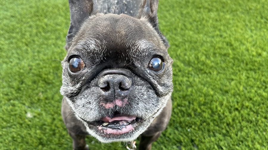 Up close photo of bulldog at VCA Smoketown