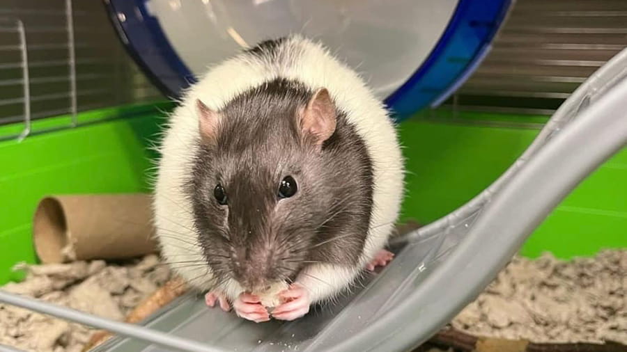 Pocket pet boarding at VCA Smoketown