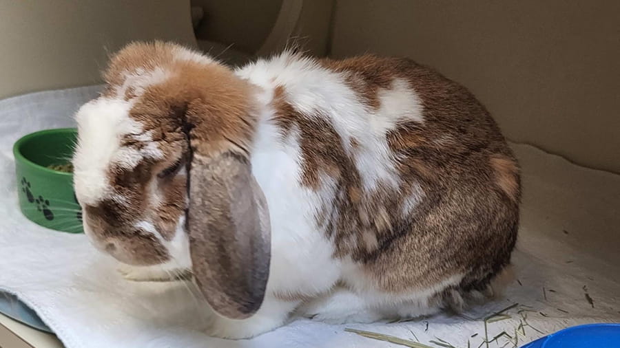 Rabbit boarding at VCA Smoketown