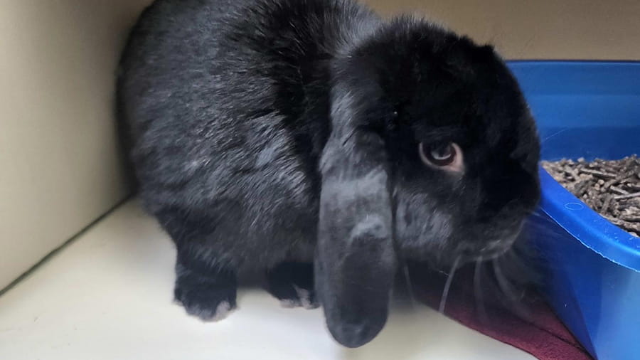 Rabbit boarding at VCA Smoketown