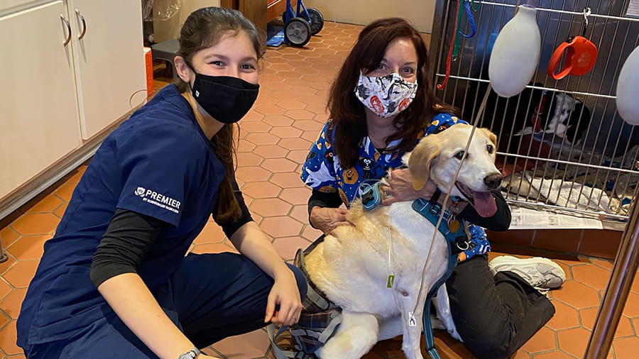 Veterinary support staff with dog at VCA Wexford Animal Hospital