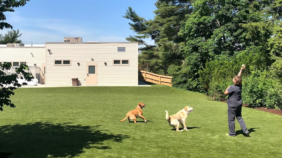Boarding staff throwing a ball for two dogs at VCA Wexford Animal Hospital
