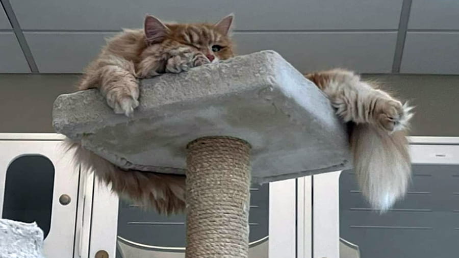 Orange cat sleeping on cat tree