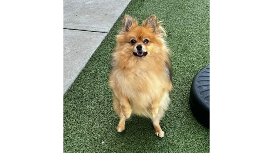 Small, fluffy dog sitting up on hind legs