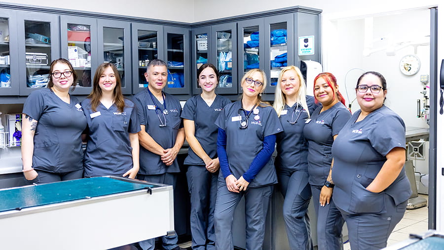 VCA Castle Hills Companion Animal Hospital Associates