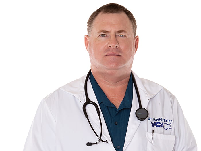 David O'Brien Staff Photo 2