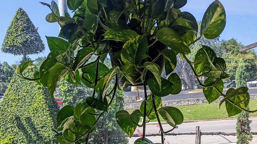 VCA Northwest Hills - Garden and Plants