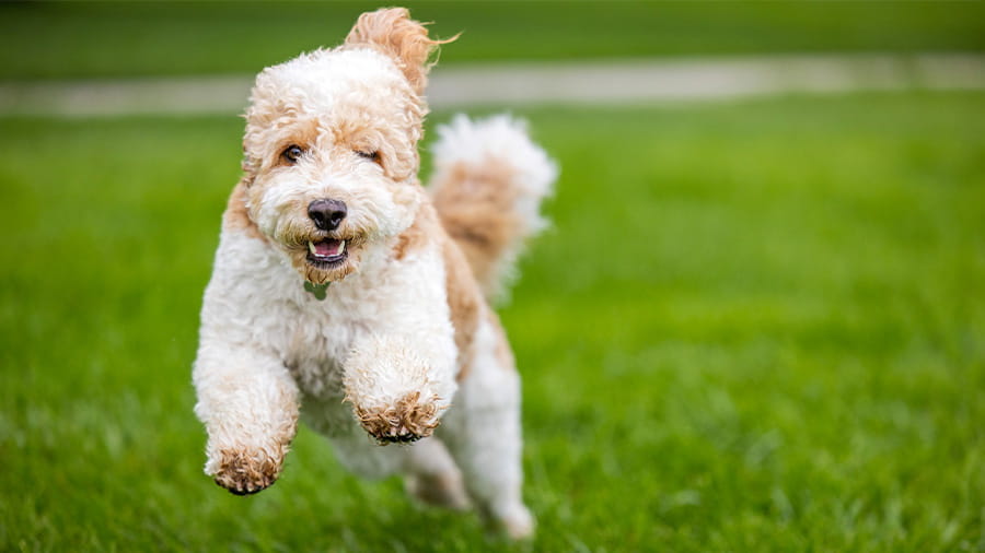 A white dog running in the grass
