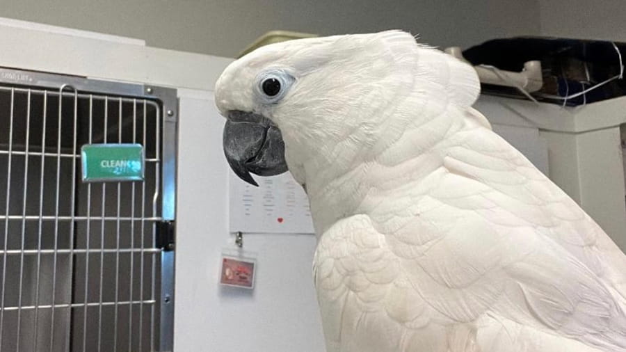 Bird at VCA Centreville