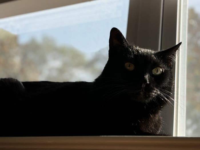 Dr. Sarah Swartout Staff Photo