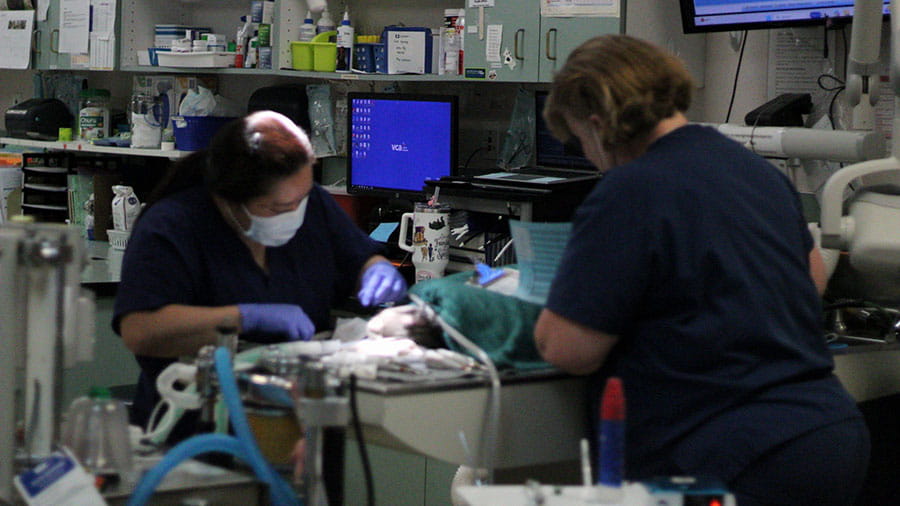 VCA Pacific Avenue Animal Hospital Doctors Performing Surgery