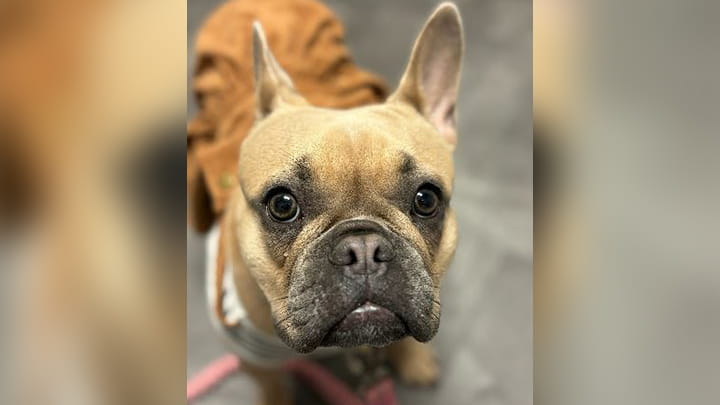 Mazzy, microchipped dog