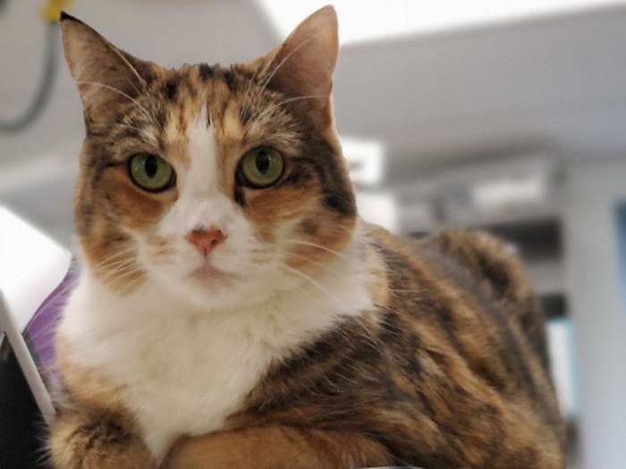 Tiger Lily Website Photo