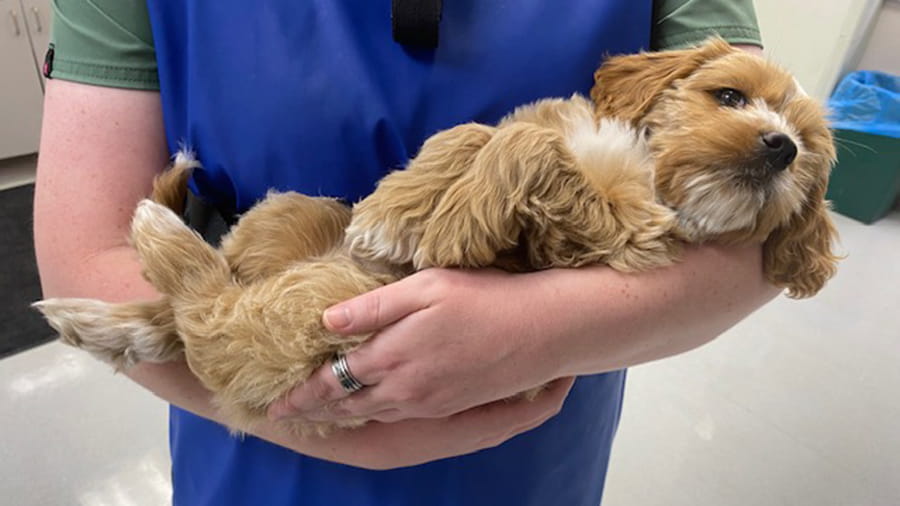 Woman holding a brown dog