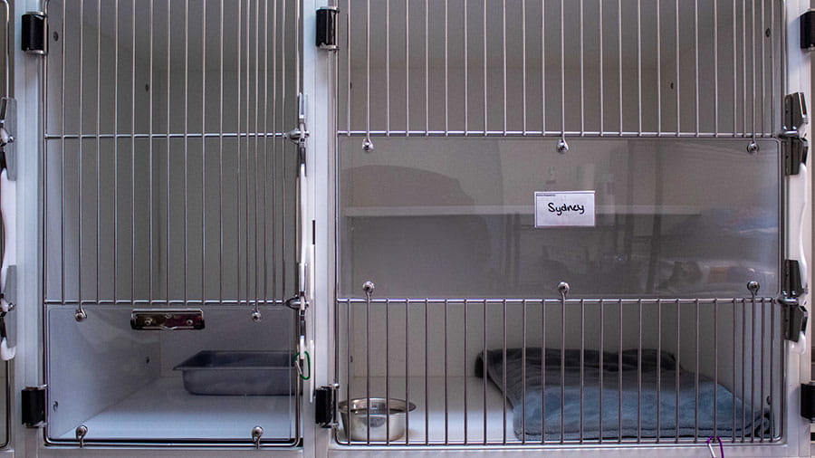 VCA Amor Animal Hospital Cat Kennels Upper