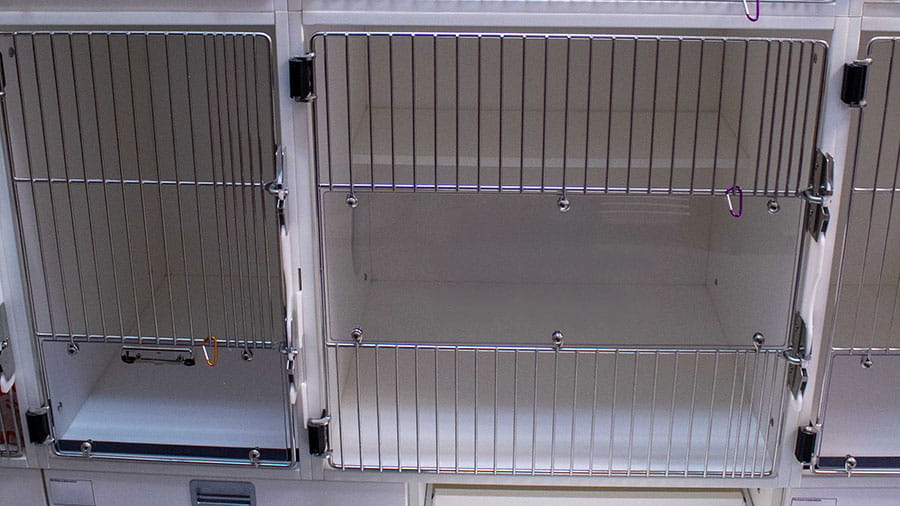 VCA Amor Animal Hospital Cat Kennels Lower