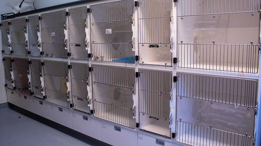 VCA Amor Animal Hospital Cat Suite Kennels