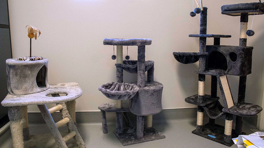 VCA Amor Animal Hospital Cat Suite Toys