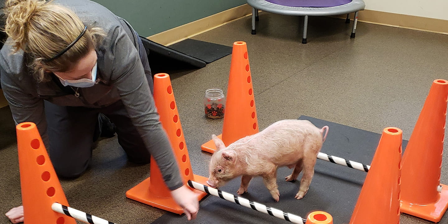 /-/media/2/vca/images/kennel-sites/animotion/1440x720_animotion_homepage.jpg?rev=eb091188562742cdbdbc11f62ea1da84