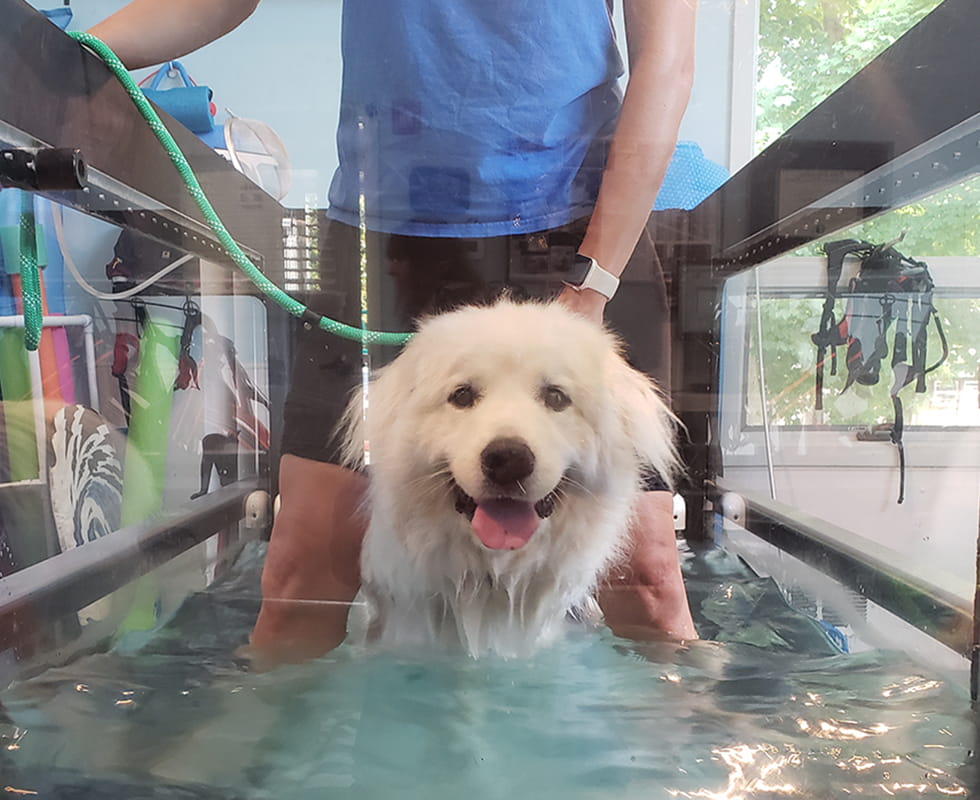 Animotion Rehab 50-50