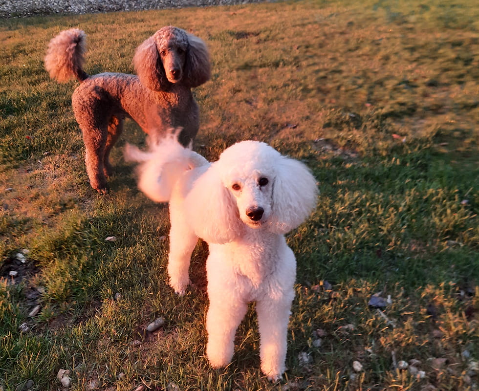 Cascade Inn Boarding 50-50