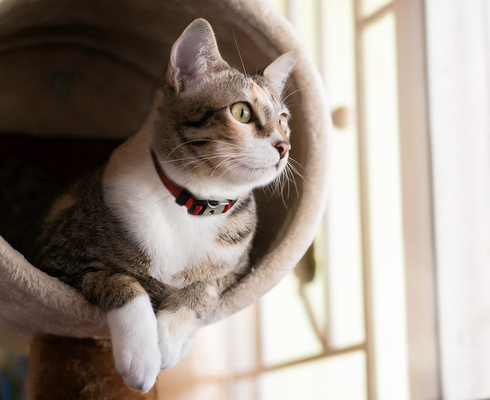 Brown and white cat sitting in cat tower