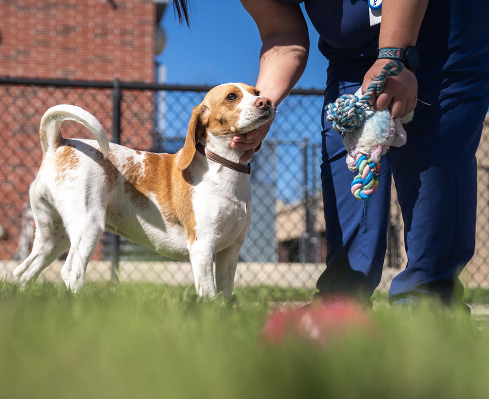 Brown and white dog standing with VCA associate and toy