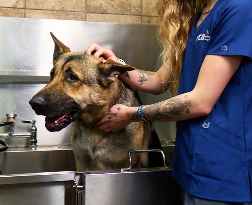 Dog being bathed by VCA associate