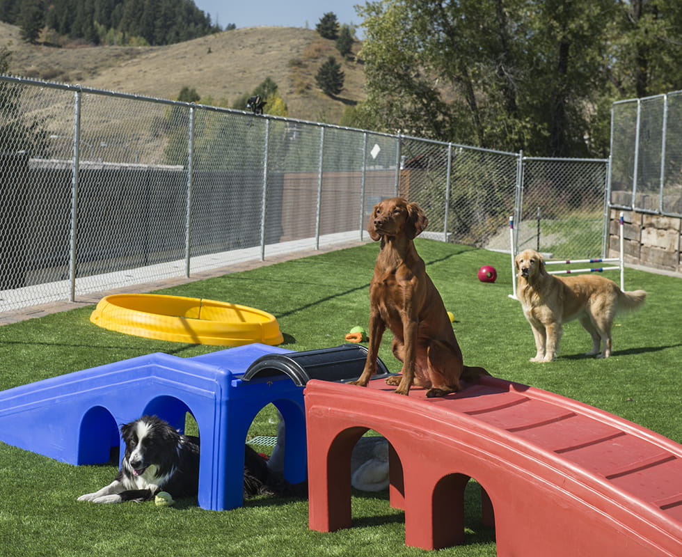 Happy Tails Boarding 50-50