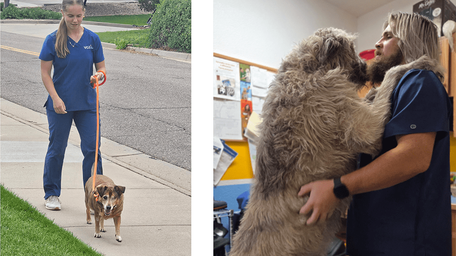 Collage of Associate Walking Small Dog and Associate Hugging Large Dog at VCA Mountainview Pet Lodge