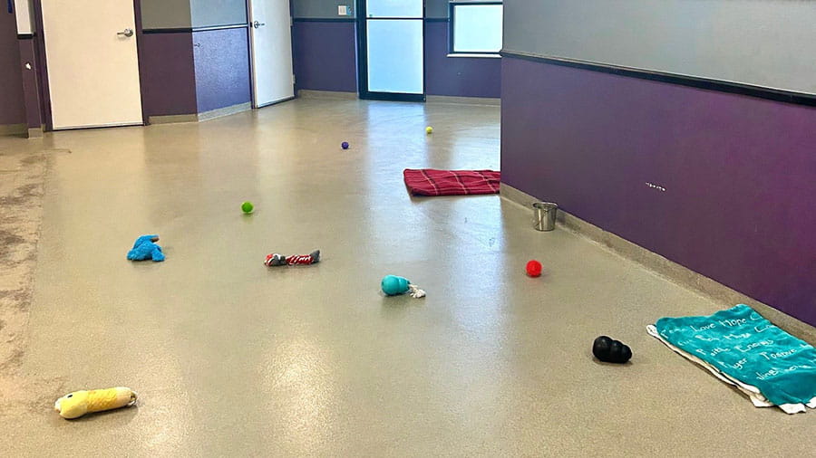 VCA Mountainview Pet Lodge Dog Indoor Play Room