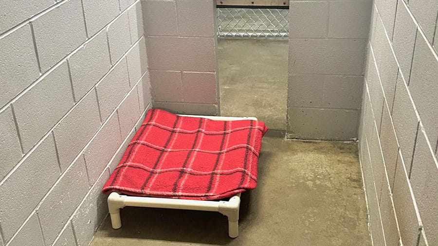 VCA Mountainview Pet Lodge Dog Large Kennel