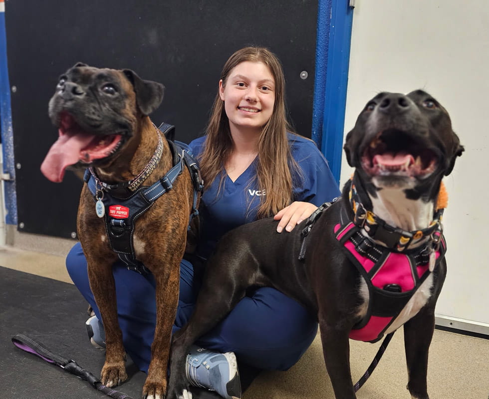 Happy Dogs with Associate at VCA Mountainview Pet Lodge