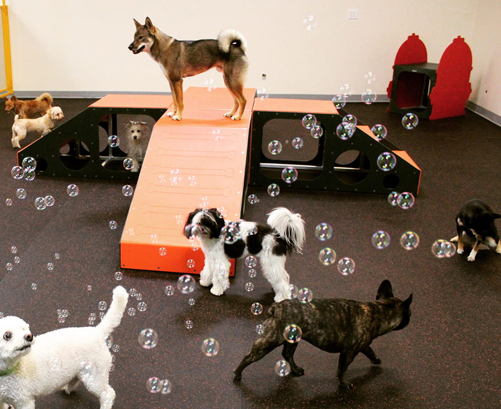 PetPoint Resort Day Care 50-50