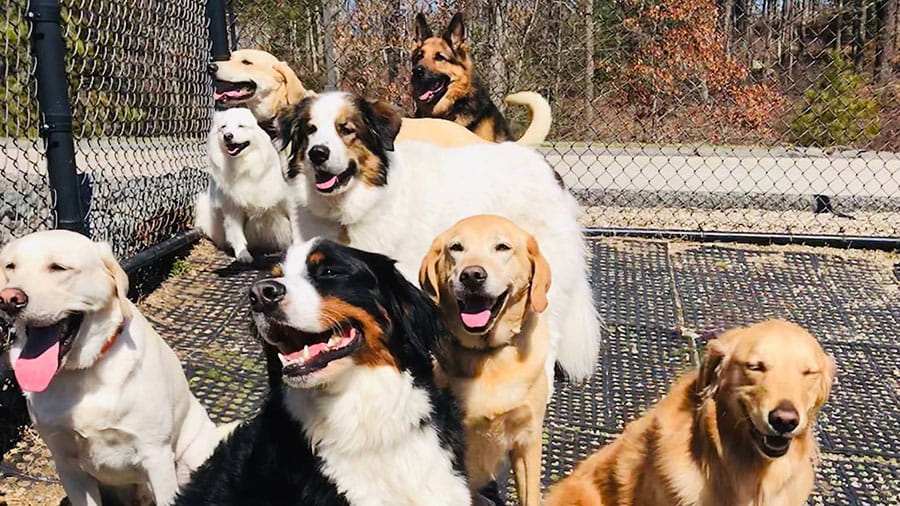 Group of happy dogs at VCA Plymouth Pet Resort day boarding