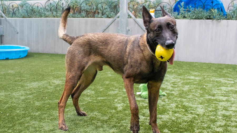 Dog playing with ball in yard at VCA Plymouth Pet Resort